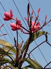 Plumeria rubra