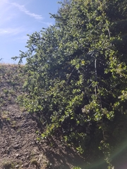 Quercus agrifolia