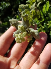 Quercus agrifolia