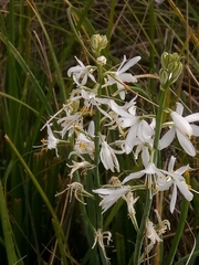 Anthericum baeticum