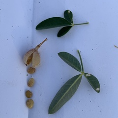Crotalaria platysepala
