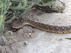 Bitis arietans arietans