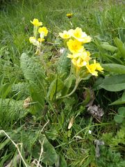 Primula × polyantha