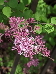Syringa pubescens