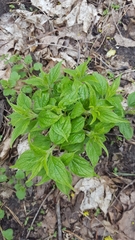 Parietaria officinalis