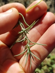 Salsola australis