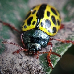 Calligrapha polyspila