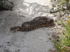 Bitis arietans arietans