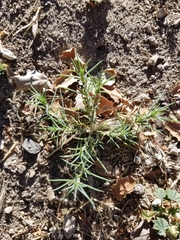 Salsola australis