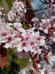 Prunus