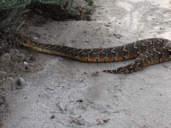 Bitis arietans arietans
