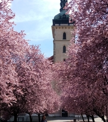 Prunus