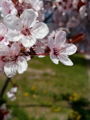 Prunus