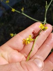 Hirschfeldia incana