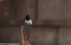 Hirundo rustica