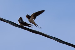 Hirundo rustica
