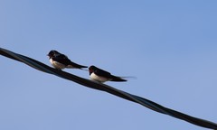 Hirundo rustica