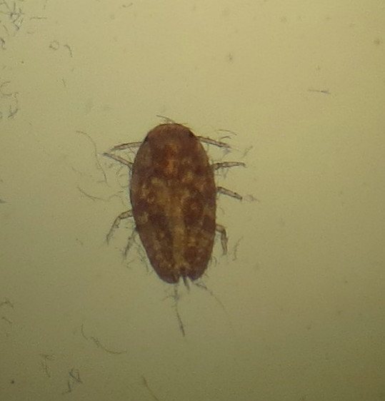 Woolly Vine Scale Insect