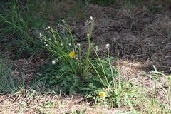 Taraxacum officinale