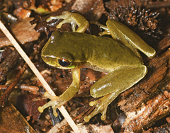 Ranoidea pearsoniana