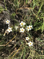 Leptosiphon parviflorus