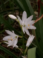 Anthericum baeticum
