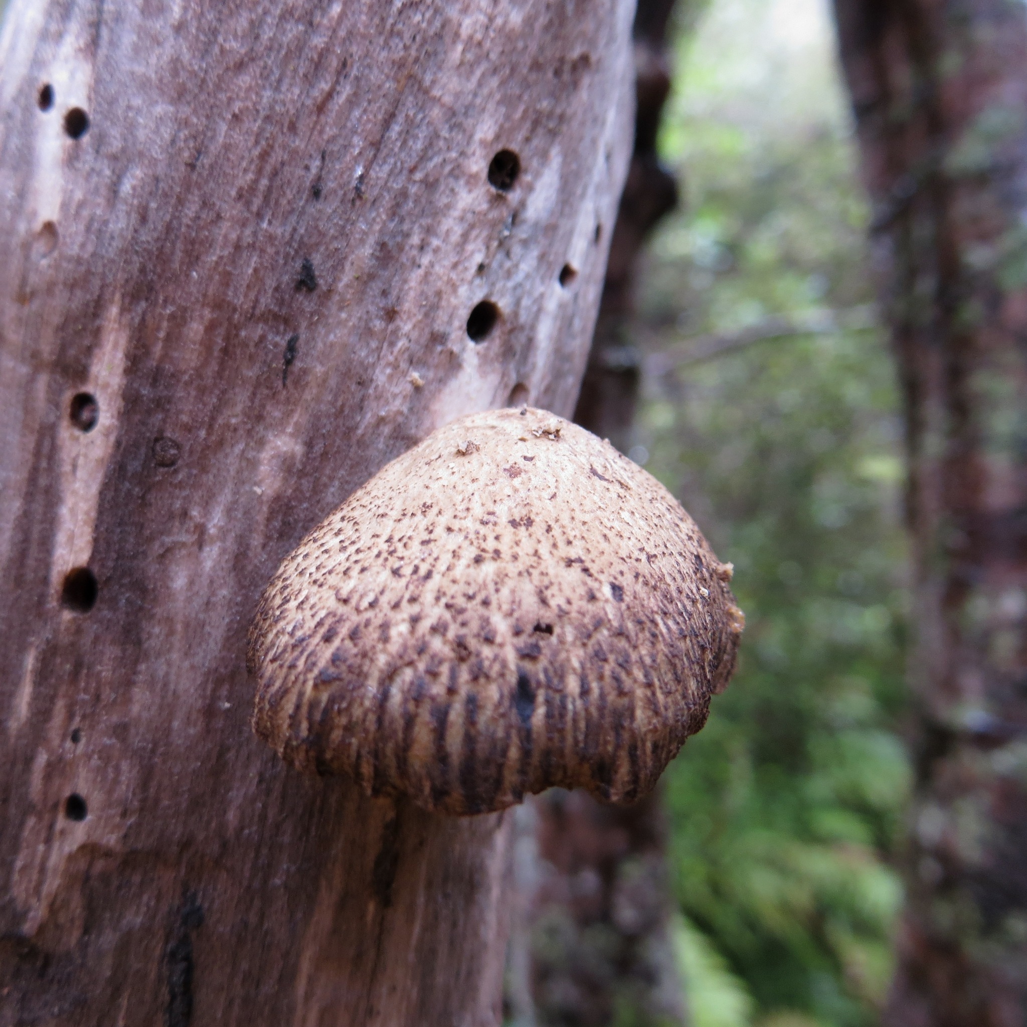 Polyporus hypomelanus image