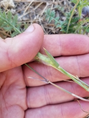 Hordeum murinum