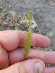 Hordeum murinum