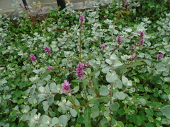 Persicaria segetum