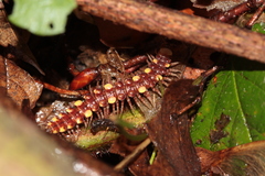 Polydesmus collaris