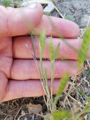 Hordeum murinum