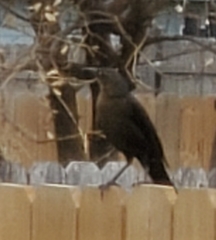 Quiscalus mexicanus