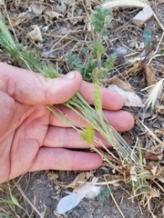 Hordeum murinum