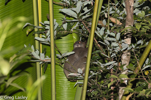 Gmelin's Woolly Lemur
