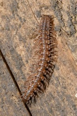 Polydesmus complanatus