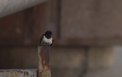 Hirundo rustica