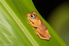 Boophis pyrrhus