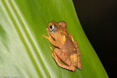 Boophis pyrrhus