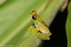 Boophis bottae