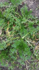 Matricaria discoidea