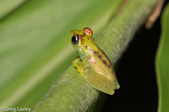 Boophis bottae