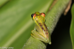 Boophis bottae