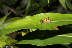 Pissodogryllacris