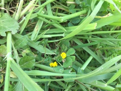 Medicago