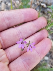 Erodium cicutarium