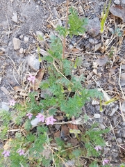 Erodium cicutarium