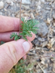 Erodium cicutarium