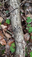 Diatrype disciformis