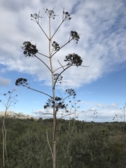 Ferula glauca